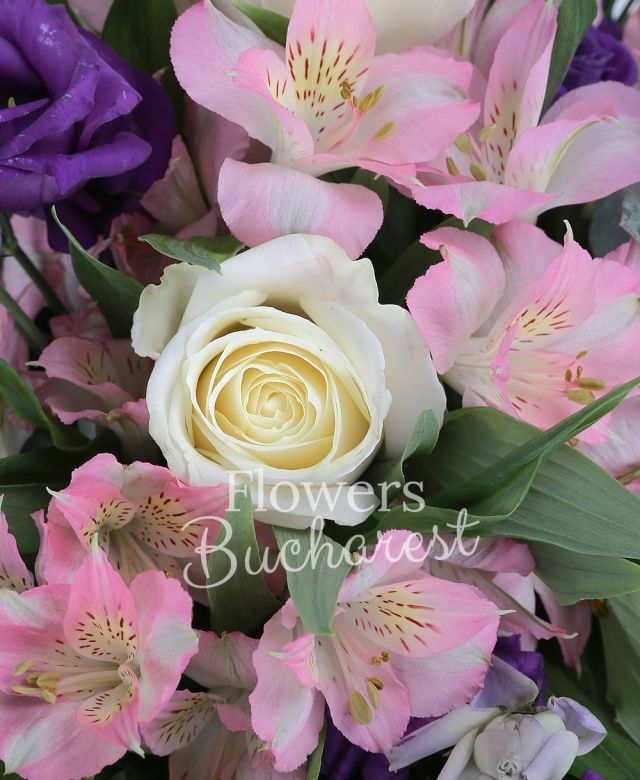 4 trandafiri albi, 4 alstroemeria roz, 6 lisianthus mov, eucalypt, salal