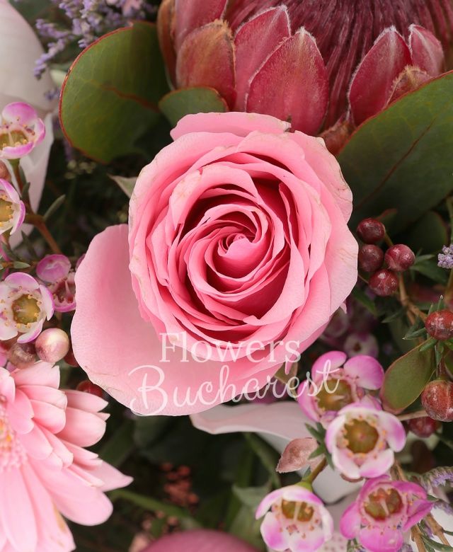 4 trandafiri roz, 2 proteea, 2 leucadendron, 4 gerbera roz, cymbidium alb, waxflower roz, eucalypt, cuib
