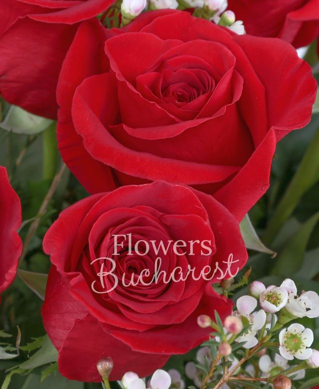 43 trandafiri rosii, waxflower, robelini