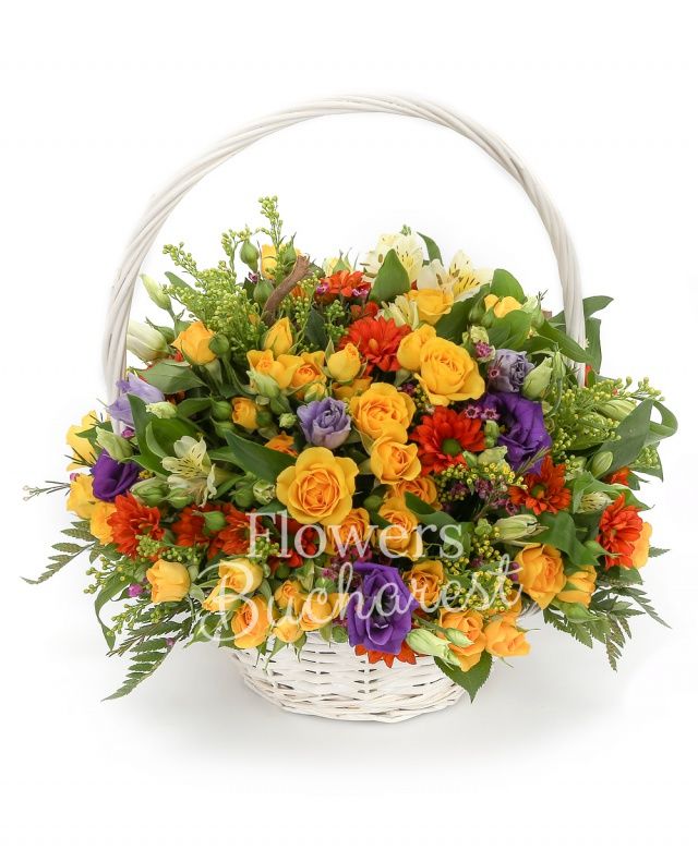 5 miniroze galbene, 4 alstroemeria alba, 3 crizanteme portocalii, 4 lisianthus mov, 3 solidago, waxflower roz, coryllus, coș